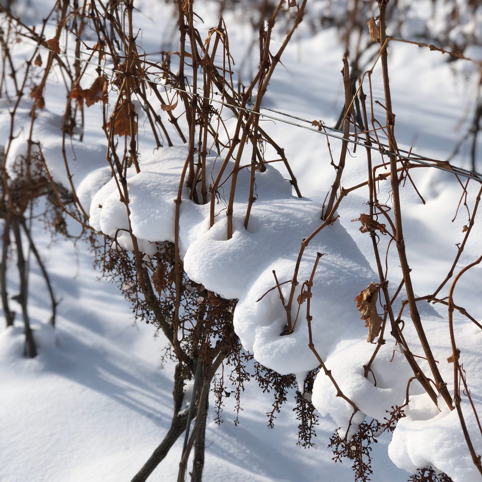 M-Cellars-Vineyard-Winter-Snowfall