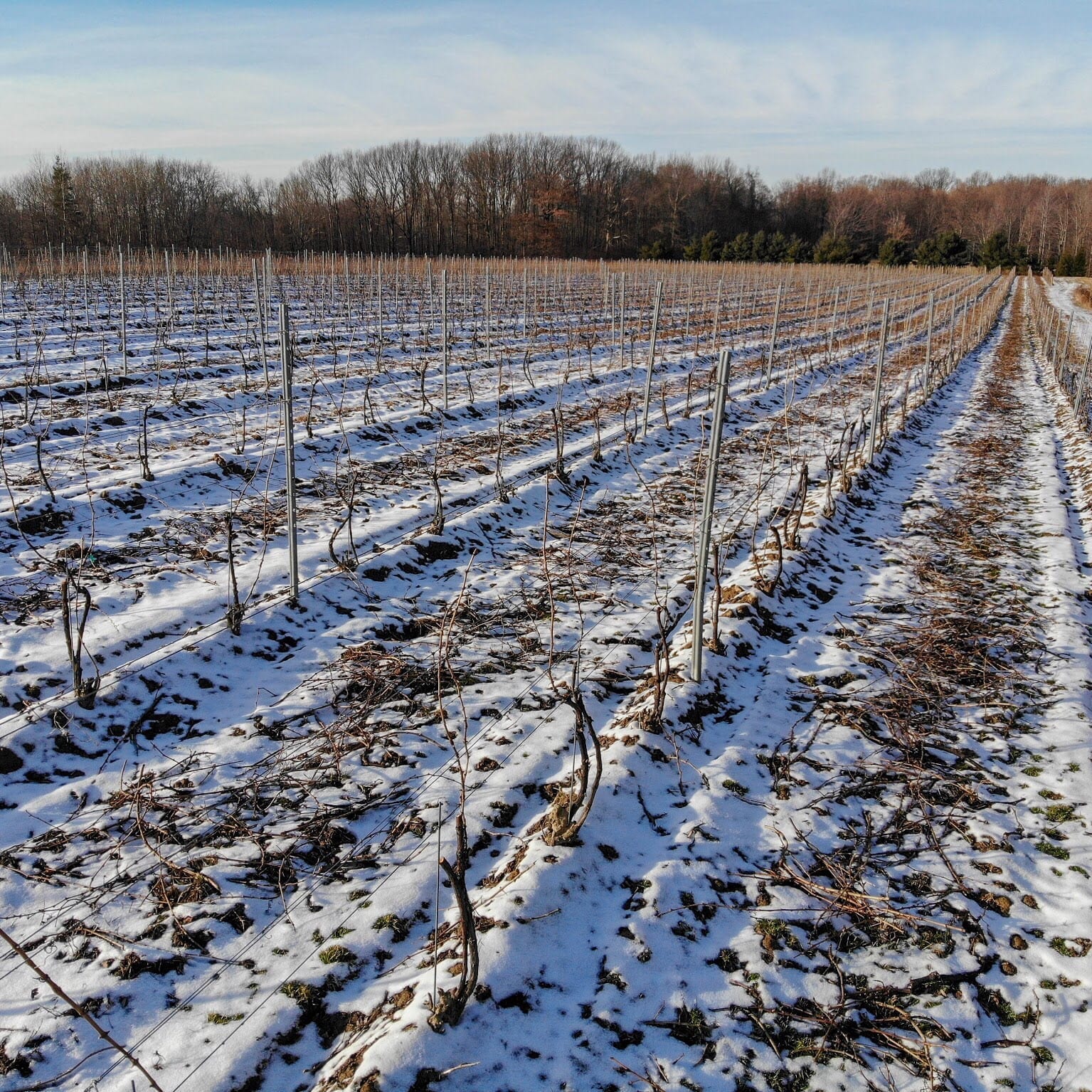 M-Cellars-Winter-Vineyard-Drone