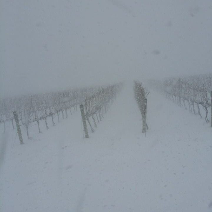 M-Cellars-Vineyard-Winter-Snowstorm